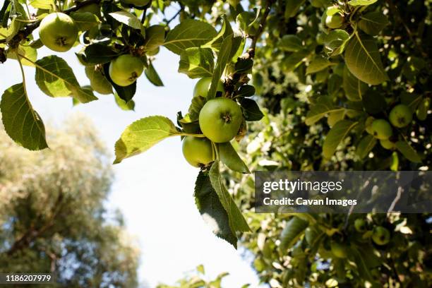 low angle view of granny smith apples growing on tree at orchard - orchard apple stock pictures, royalty-free photos & images