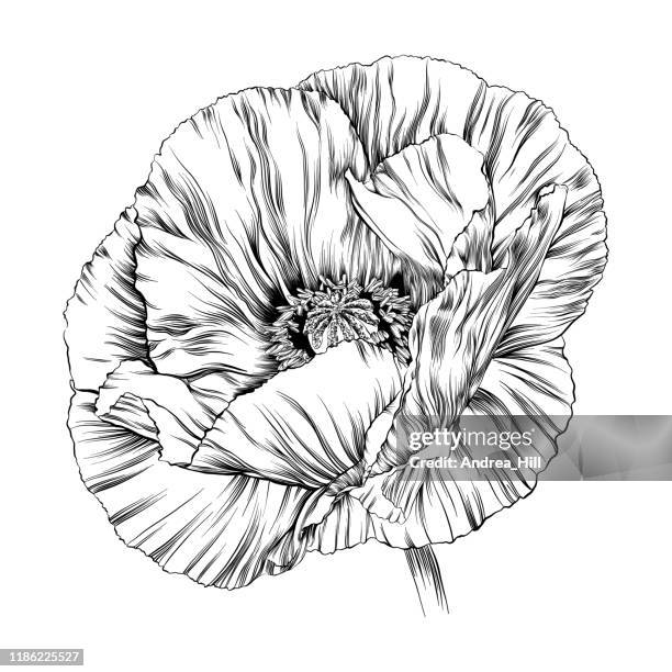 ilustrações, clipart, desenhos animados e ícones de ilustração do vetor do esboço da tinta da papoila - oriental poppy