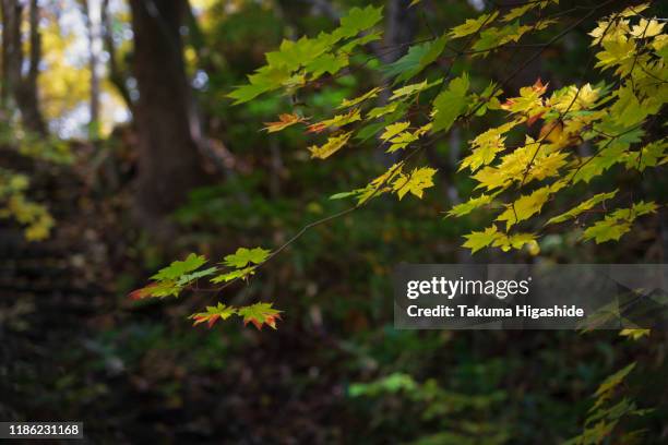 changing colors - 札幌 stock-fotos und bilder