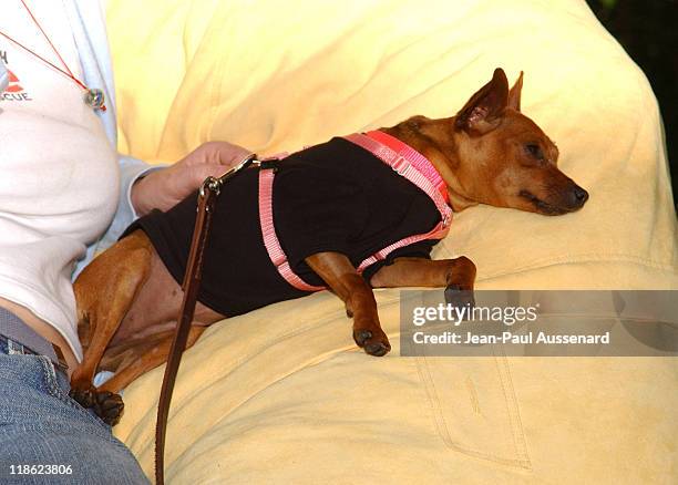 Atmosphere during "Silver Spoon Dog and Baby Buffet Benefitting Much Love Animal Rescue - Day One at Private Residence in Beverly Hills, California,...