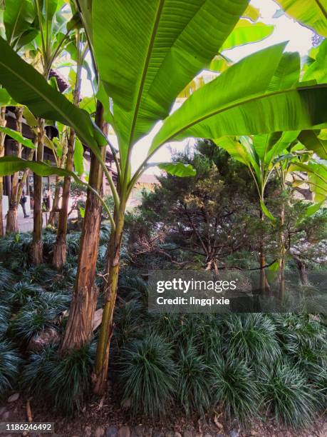 banana tree in hangzhou park, china - banana tree stockfoto's en -beelden