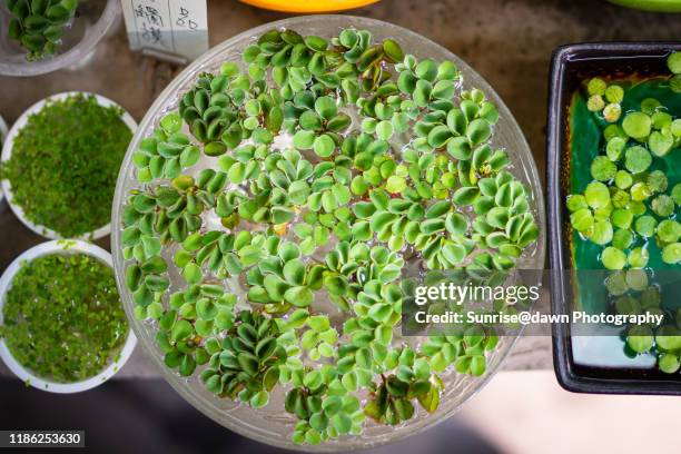 salvinia natans in water - salvinia stock pictures, royalty-free photos & images