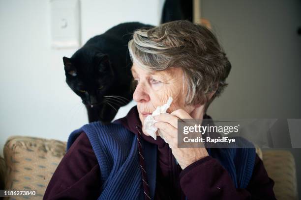 senior vrouw holding weefsel ogen haar kat, allergie oorzaak - compassionate eye stockfoto's en -beelden