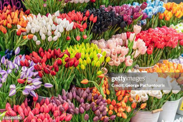 colorful tulips for sale at amsterdam flower market - flowers in a row stock pictures, royalty-free photos & images