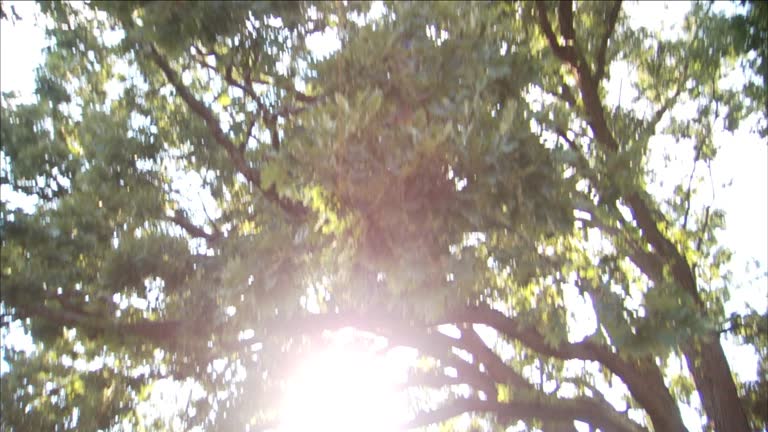 Tree Overhang 34 Overhang (Architecture) Stock Videos, Footage, & 4K Video Clips ...