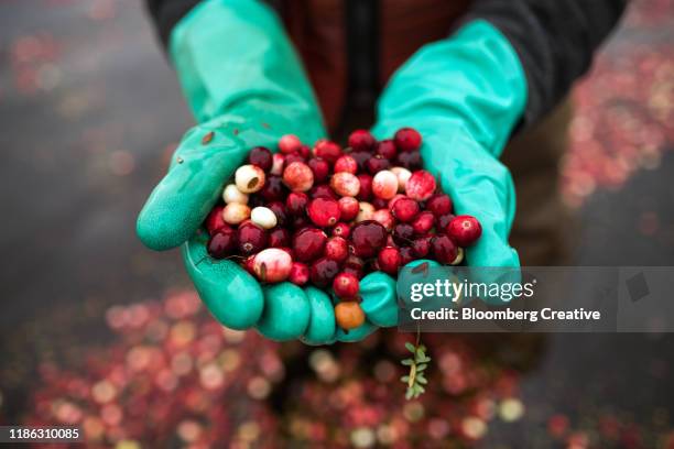 fresh cranberries before harvest - クランベリー ストックフォトと画像