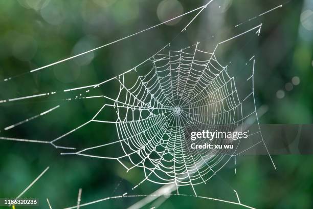 morning spider web - spider web stock pictures, royalty-free photos & images