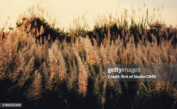 Landscape Field Reeds Field Of Reeds Photos and Premium High Res Pictures - Getty Images