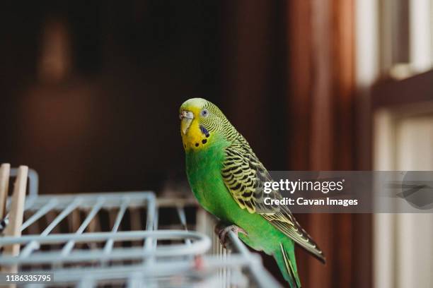 green and yellow female parakeet looking at the camera sitting on cage - parrocchetto foto e immagini stock