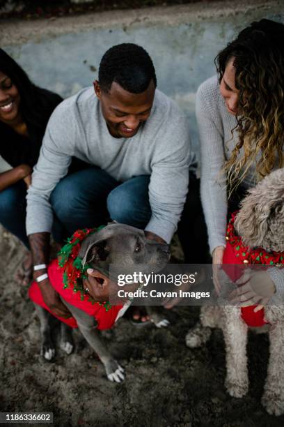blended family hugs dogs and smiles on beach - african pit bull stock pictures, royalty-free photos & images