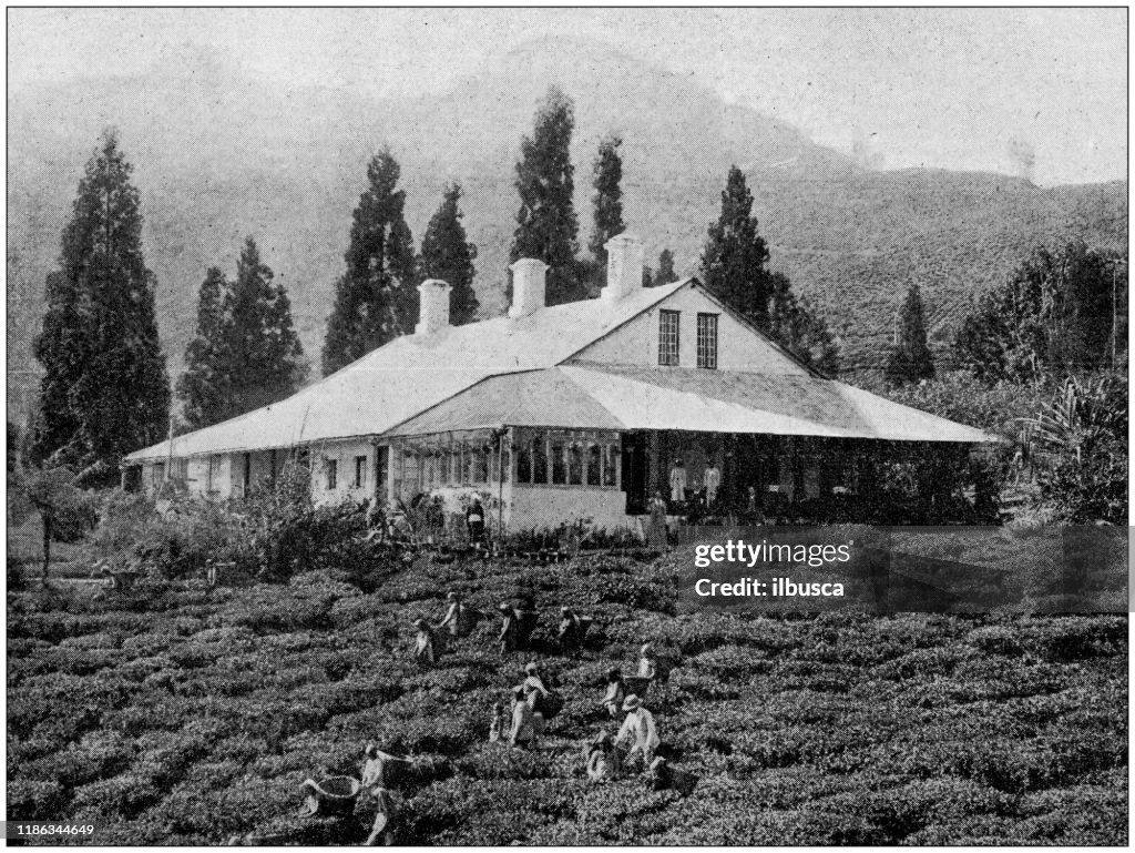 First Tea Factory Antique Photo Tea Plantation In India Darjeeling High-Res Vector ...