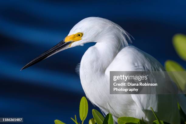 closeup of snowy egret sitting in a mangrove tree at j.n. "ding" darling national wildlife refuge on sanibel island, florida - snowy egret stock pictures, royalty-free photos & images