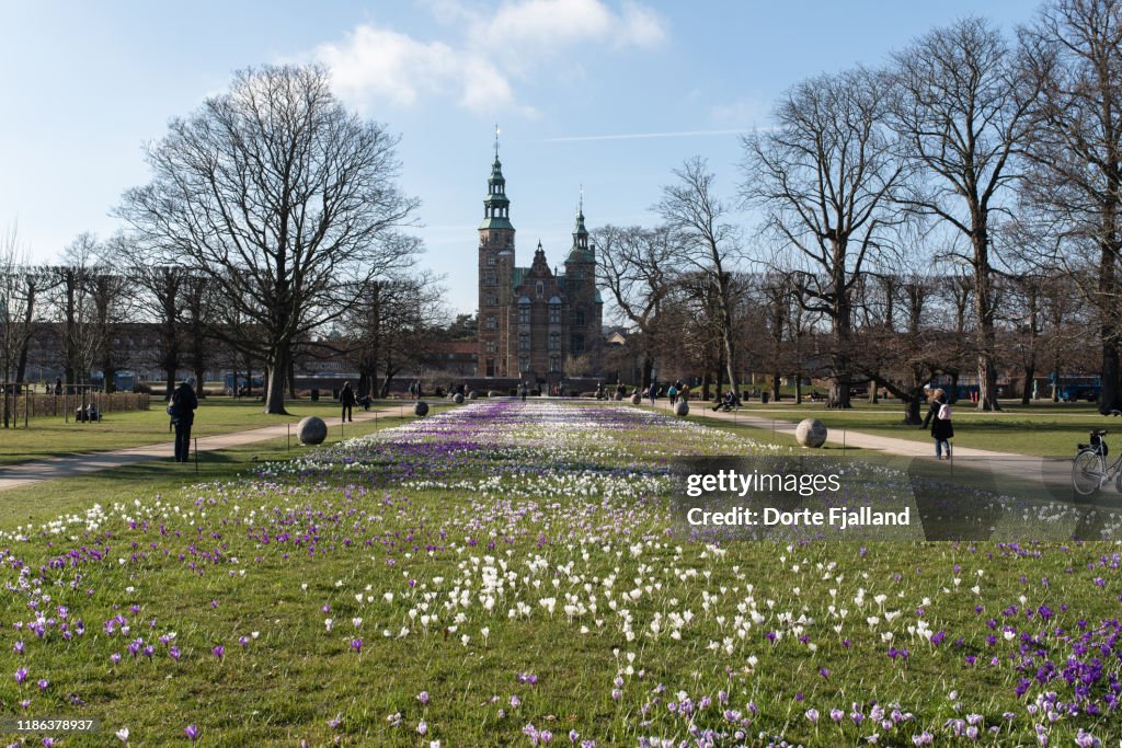 Lawn with white and purple crocuses in the Kings Garden (Kongens Have) in Copenhagen in early Spring
