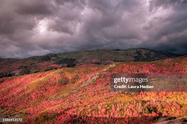 Oak Ridge Concrete Fall 56 Oak Ridges Trail Stock Photos, High-Res Pictures, and Images - Getty ...