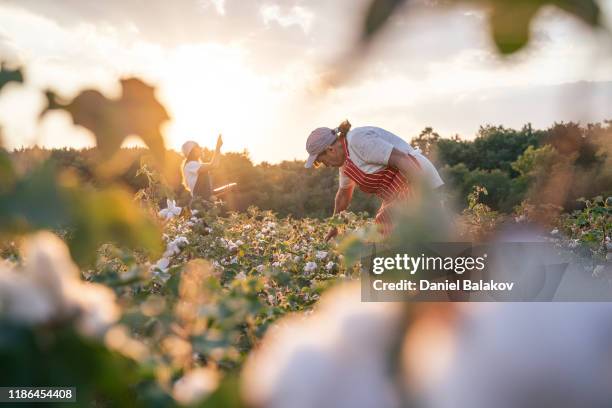 katoen pluk seizoen. cu van actieve senior werken in de bloeiende katoen veld. twee vrouwen agronomisten evalueren het gewas voor de oogst, onder een gouden zonsondergang licht. - katoen stockfoto's en -beelden