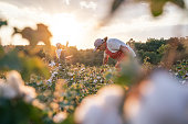 Cotton picking season. CU of Active senior working in the blooming cotton field. Two women agronomists evaluate the crop before harvest, under a golden sunset light.