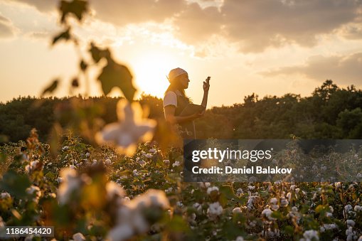 Cotton picking season. Blooming cotton field, young woman evaluates crop before harvest, under a golden sunset light.