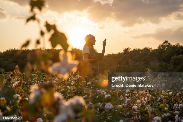 cotton picking season. blooming cotton field, young woman evaluates crop before harvest, under a golden sunset light. - cottonfield stock pictures, royalty-free photos & images
