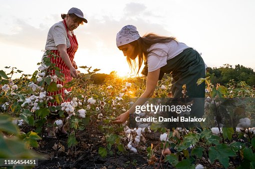 Share the knowledge. Cotton picking season. Active seniors working with the younger generation in the blooming cotton field. Two women agronomists evaluate the crop before harvest, under a golden sunset light.