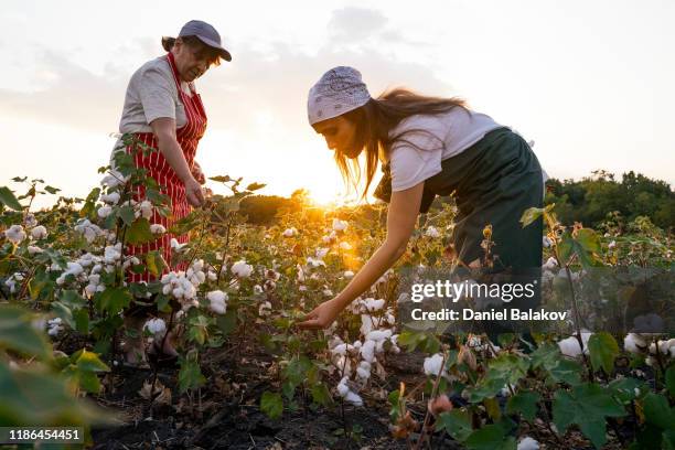 share the knowledge. cotton picking season. active seniors working with the younger generation in the blooming cotton field. two women agronomists evaluate the crop before harvest, under a golden sunset light. - cotton plant stock pictures, royalty-free photos & images