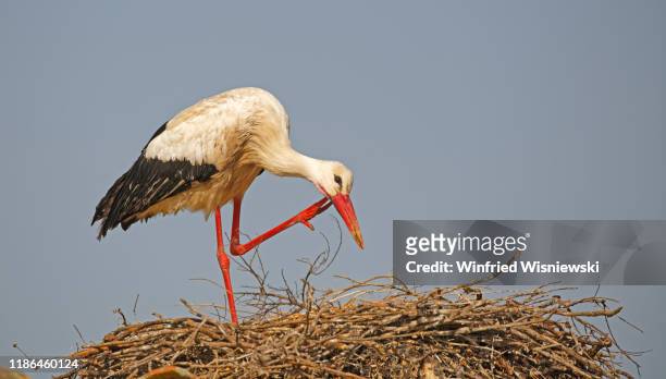 white stork - white stork stock pictures, royalty-free photos & images