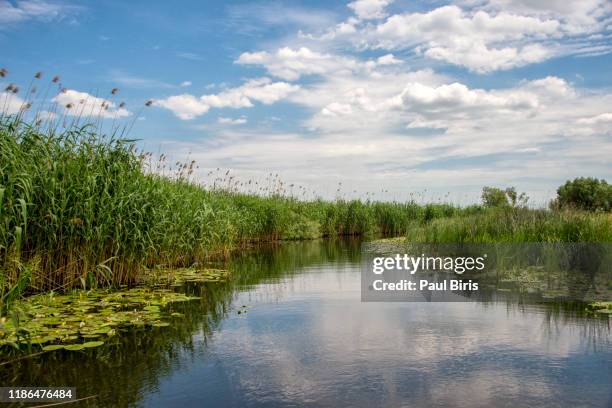 summer landscape in danube delta, romania, europe - beautiful blue danube stock pictures, royalty-free photos & images