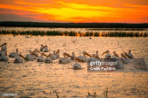 sunset  in danube delta with pelicans nearby,romania, europe - tulcea stock pictures, royalty-free photos & images
