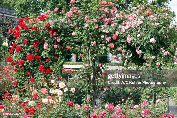 rose garden in rapperswil, canton of st. gallen, switzerland - roseto foto e immagini stock