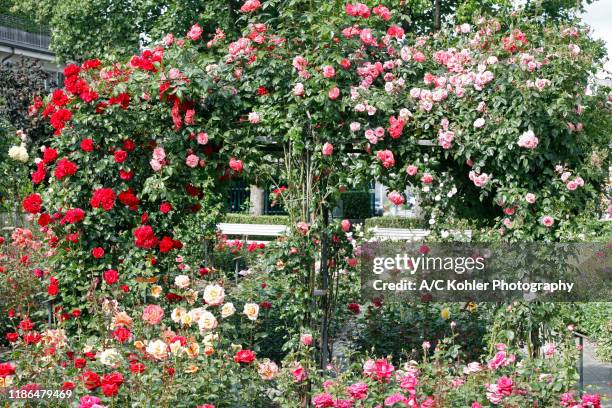 rose garden in rapperswil, canton of st. gallen, switzerland - rose garden stock pictures, royalty-free photos & images