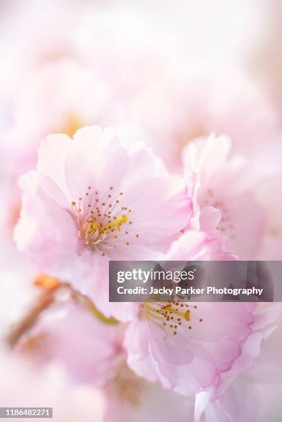 29 913点の桜 縦のストックフォト Getty Images 29 913点の桜 縦のストックフォト Getty Images