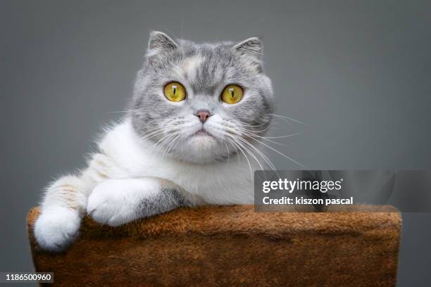 cute scottish fold cat is resting on a cat tree . - korthaarkat stockfoto's en -beelden