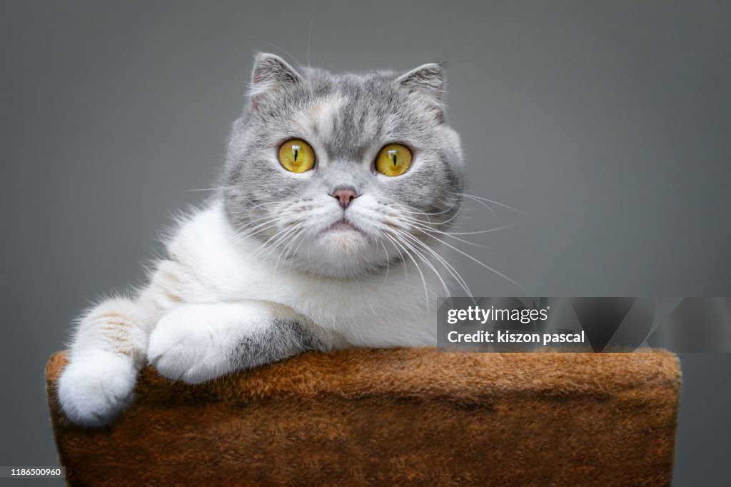 Cute scottish fold cat is resting on a cat tree .