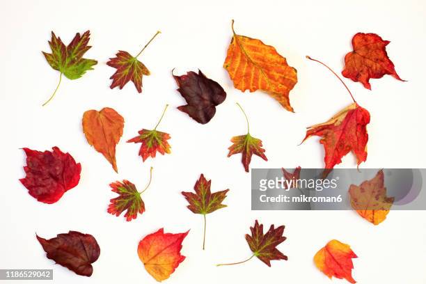 red autumn leaves - autumn leaf color stock-fotos und bilder