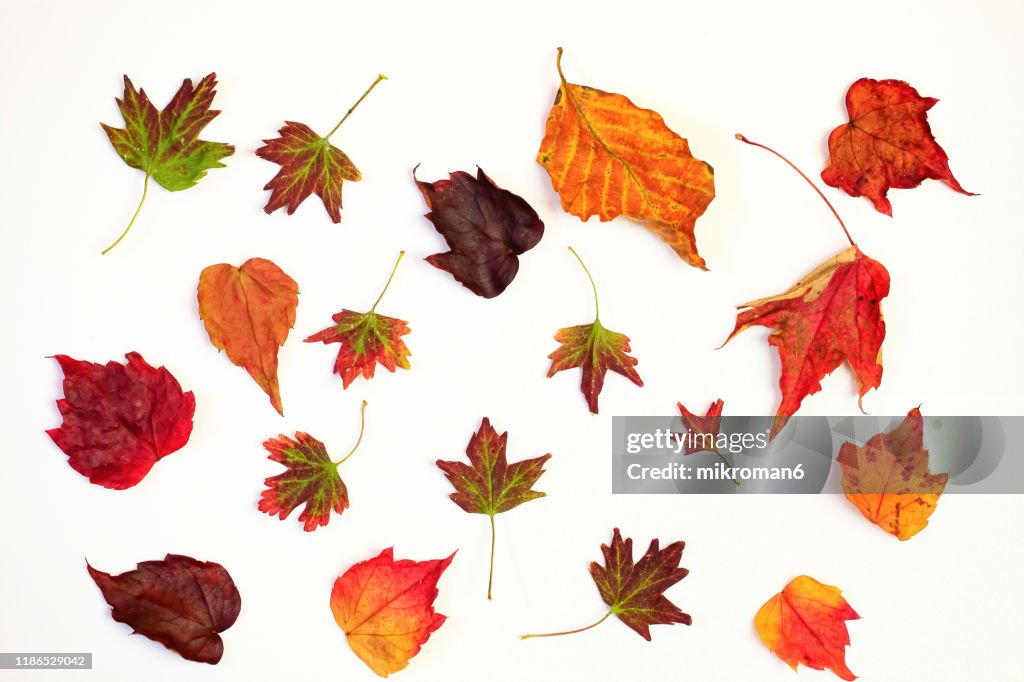 Red Autumn leaves