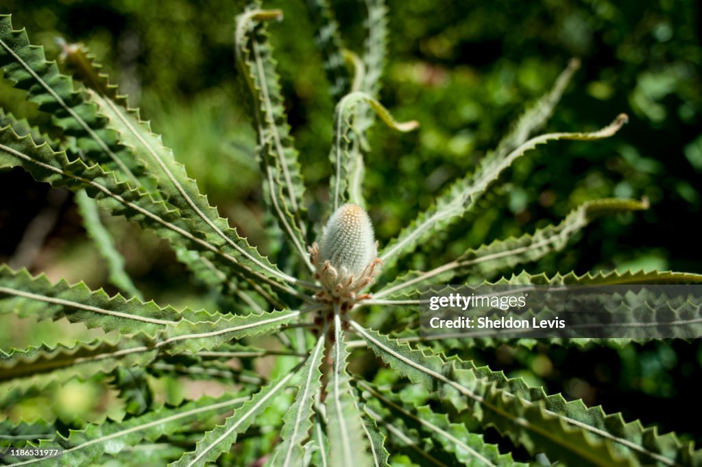 Immature flower spike of Banksia prionotes