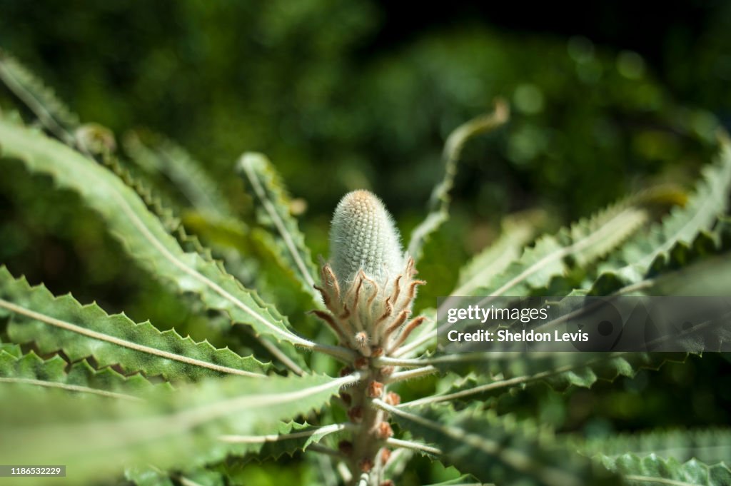 Immature flower spike of Banksia prionotes