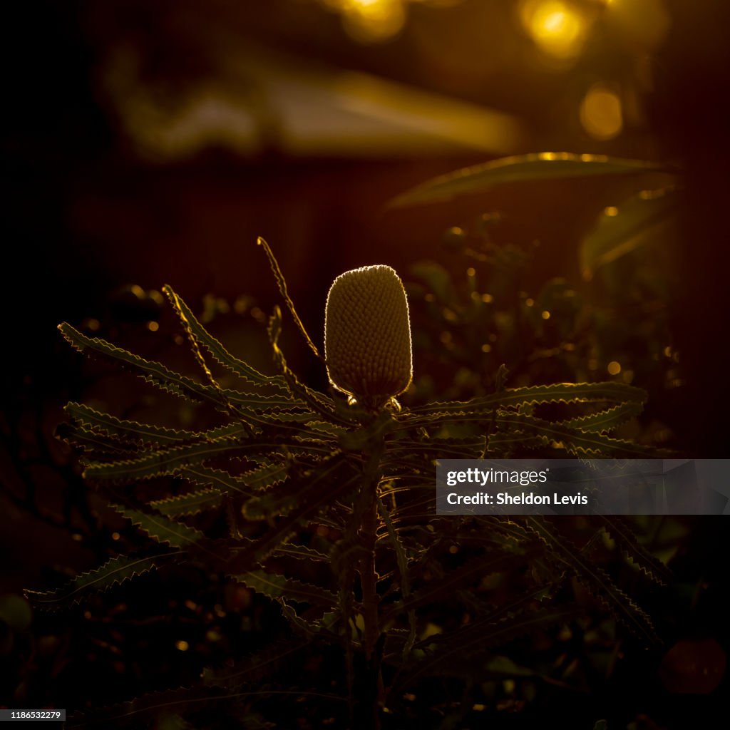 Strongly back-lit image of immature flower spike of Banksia prionotes.