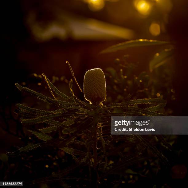 strongly back-lit image of immature flower spike of banksia prionotes. - by sheldon levis stock pictures, royalty-free photos & images