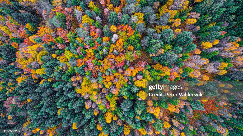 Herfst bos van bovenaf