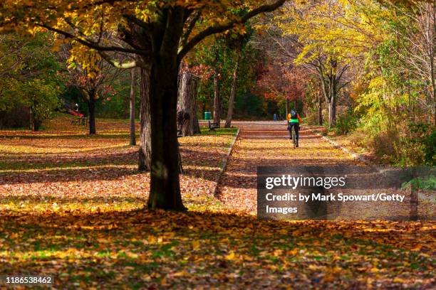 autumn colours - london - ontario stock pictures, royalty-free photos & images