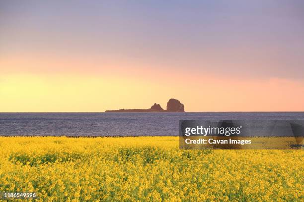 scenic view of oilseed rapes growing by sea against clear sky during sunrise - jeju island 個照片及圖片檔