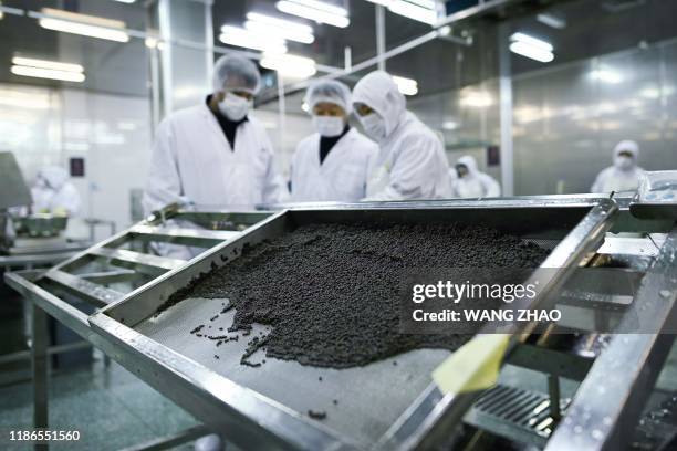 Fish Processing Roe Lake Sturgeon Fish Photos and Premium High Res Pictures - Getty Images