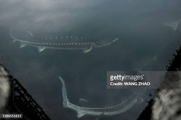 This picture taken on November 12, 2019 shows sturgeon at a fishery run by Chinese caviar company Kaluga Queen in Qiandao lake, in China's Zhejiang...