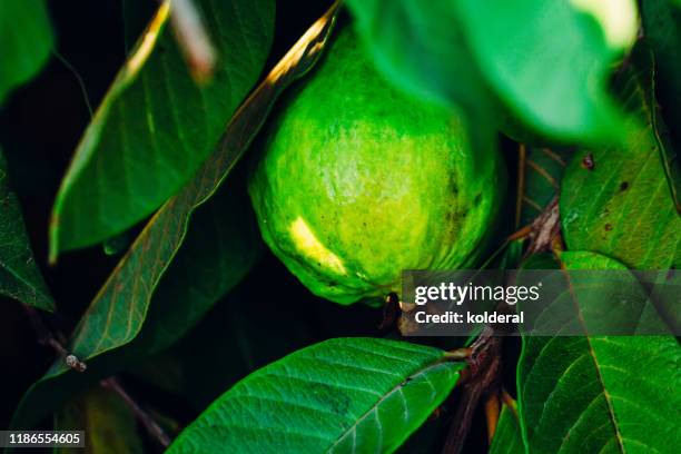 Guava Shell Tree Guava Trees Photos and Premium High Res Pictures - Getty Images