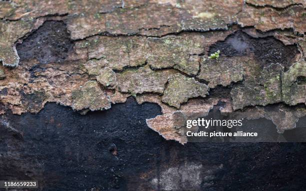 December 2019, Rhineland-Palatinate, Ober-Olm: A maple trunk affected by soot bark disease. The Forest Minister of Rhineland-Palatinate shows with...