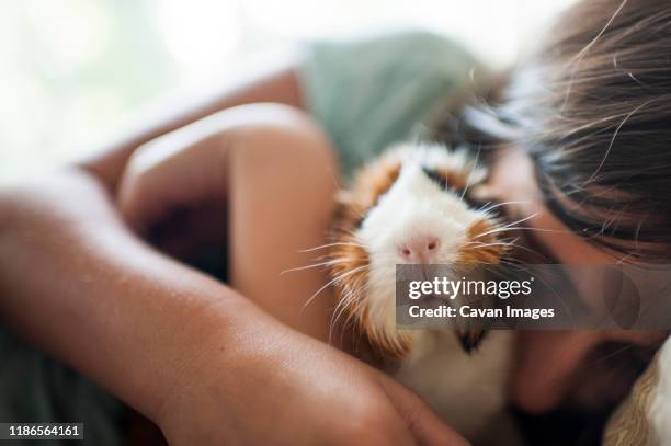 close-up of girl embracing guinea pig while lying at home - guinea pig stock pictures, royalty-free photos & images
