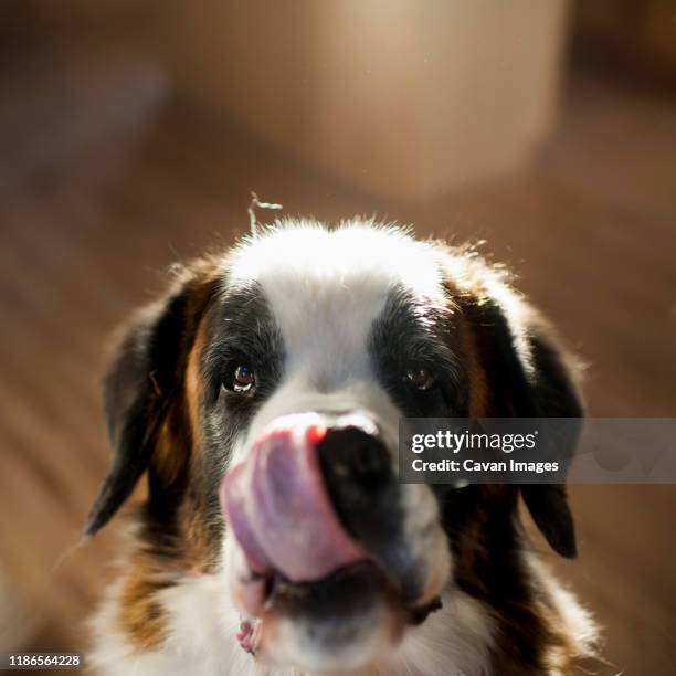 hungry large dog looking up licking his lips at home - bernhardiner stock-fotos und bilder