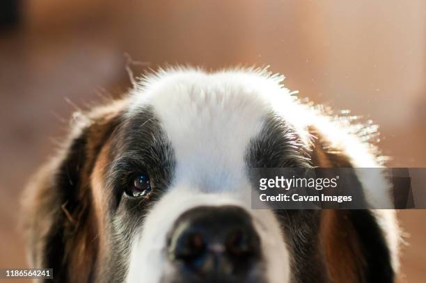 close up portrait of dog's nose and eyes peeking into frame - san bernardo fotografías e imágenes de stock