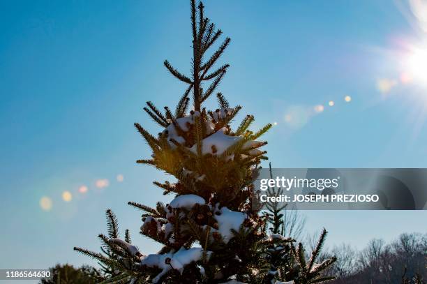 Groves of Christmas trees, Balsam Fir, Fraser Fir, and some Concolors, stand in a snow covered field at the Beverly Tree Farm in Beverly,...