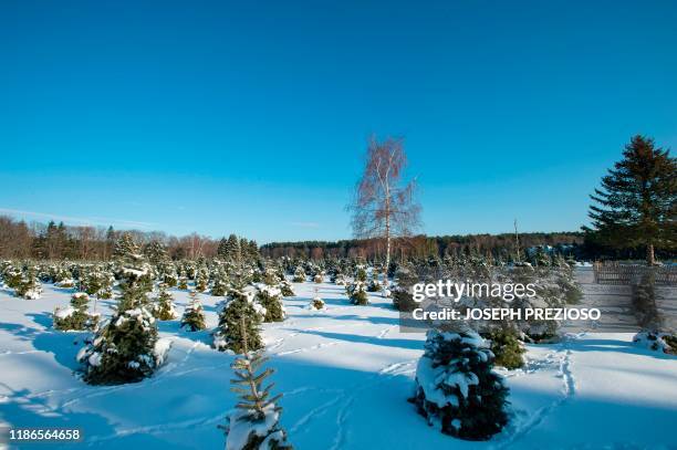 Groves of Christmas trees, Balsam Fir, Fraser Fir, and some Concolors, stand in a snow covered field at the Beverly Tree Farm in Beverly,...